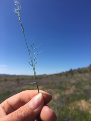 Deschampsia danthonioides