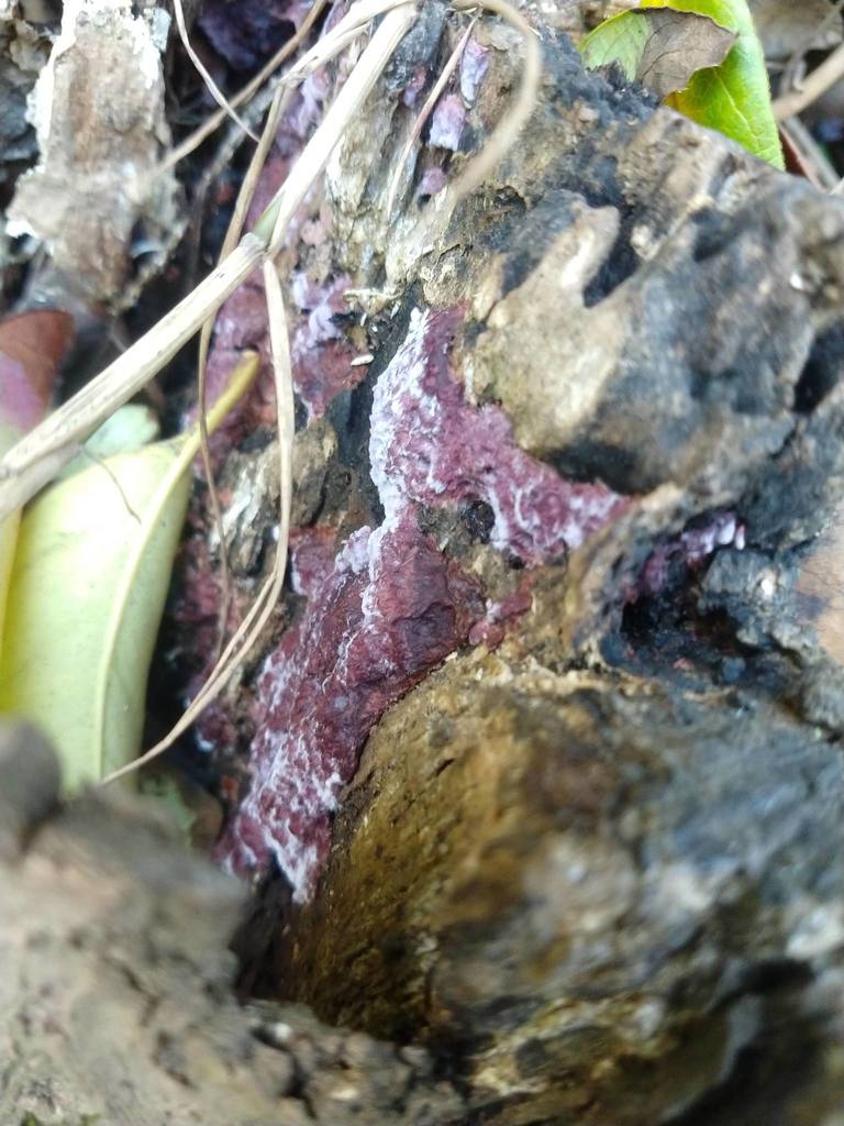 Chondrostereum purpureum · May 2019 · photo: © carancho (iNaturalist, cc-by)