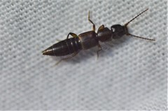 Achenomorphus corticinus