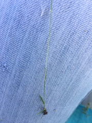 Deschampsia danthonioides
