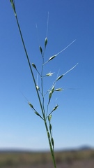 Deschampsia danthonioides