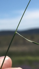 Deschampsia danthonioides