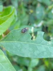 Horciasinus argentinus