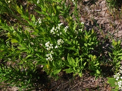 Comandra umbellata umbellata