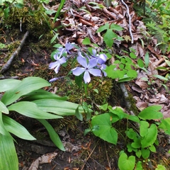 Phlox divaricata divaricata