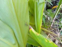 Phylloscyrtus amoenus
