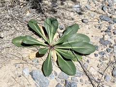 Oenothera longissima