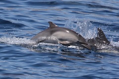 Delphininae