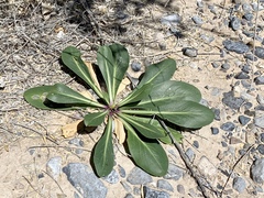 Oenothera longissima