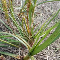 Stripe-leaved Arrowhead (Triglochin striata)