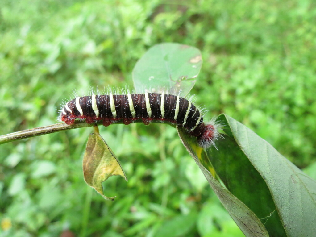 Astraptes fruticibus