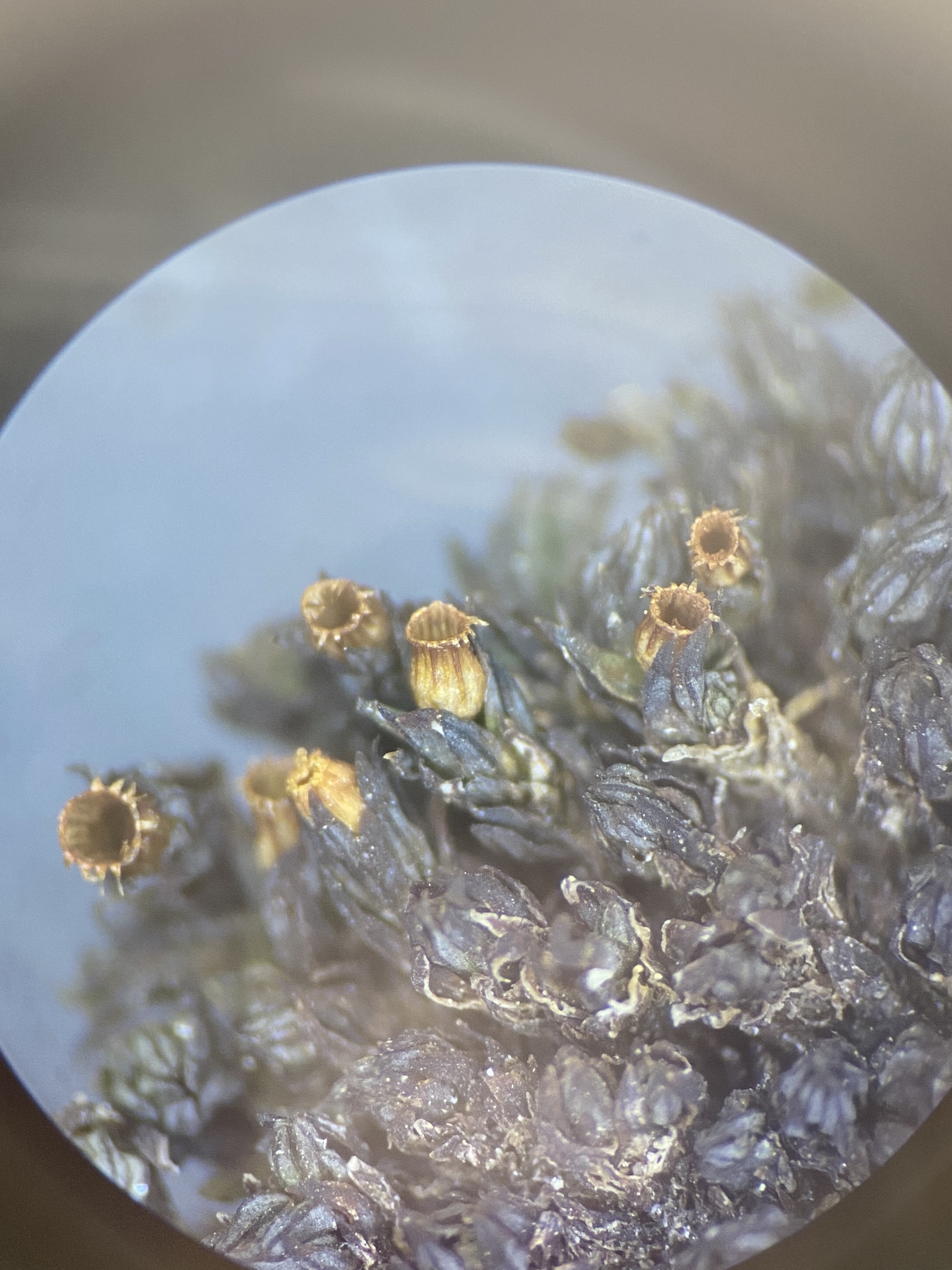 Orthotrichum shevockii