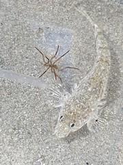 Nesogobius maccullochi
