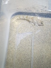 Nesogobius maccullochi