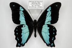 Papilio chrapkowskii