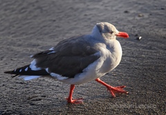 Leucophaeus scoresbii
