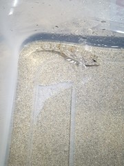 Nesogobius maccullochi