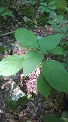 Collinsonia canadensis