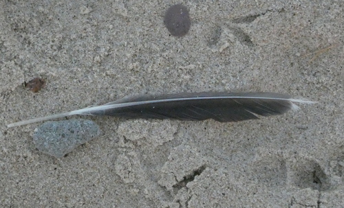 Plume de Mouette pygmée