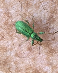 Phyllobius arborator