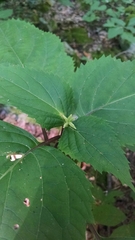 Collinsonia canadensis
