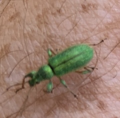 Phyllobius arborator