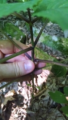 Collinsonia canadensis