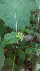 Collinsonia canadensis