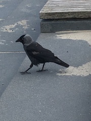 Corvus monedula