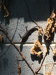 Plestiodon fasciatus