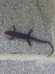 Plestiodon fasciatus