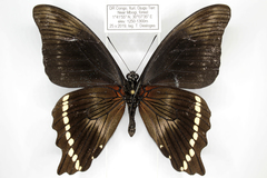 Papilio chrapkowskii