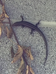 Plestiodon fasciatus