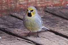 Melanodera xanthogramma