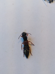 Staphylinus erythropterus