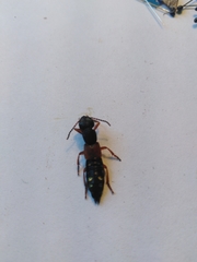 Staphylinus erythropterus