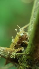 Akanthomyces clavata