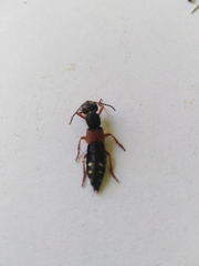 Staphylinus erythropterus