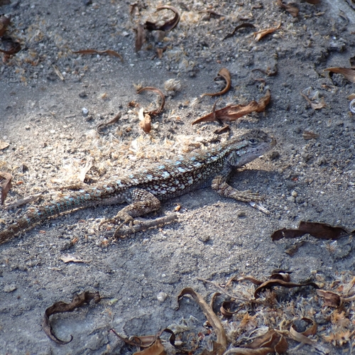 iNaturalist observation photo of Western Fence Lizard