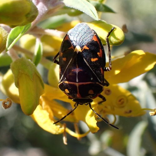 iNaturalist observation photo of Harlequin Bug