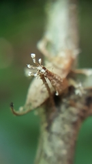 Akanthomyces clavata