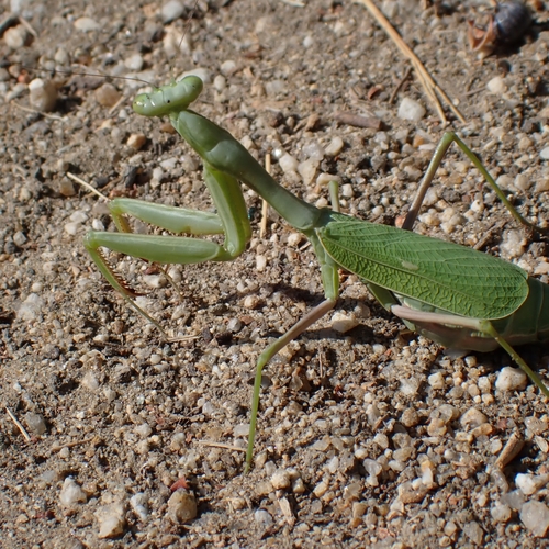 iNaturalist observation photo of Arizona Mantis