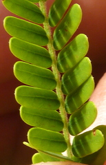 Stryphnodendron pulcherrimum