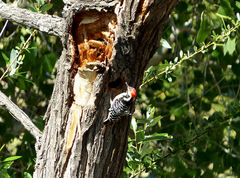 Dryobates nuttallii × scalaris