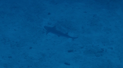 Australian Weasel Shark photo 2