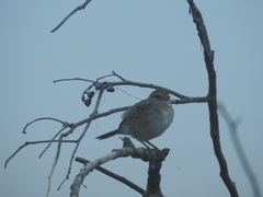 Ammodramus aurifrons