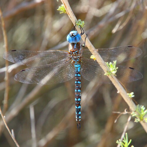 iNaturalist observation photo of Blue-eyed Darner