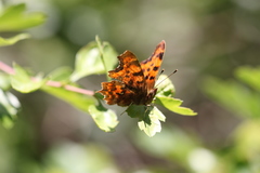Polygonia c-album