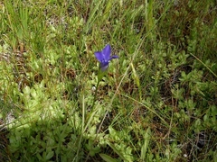 Gentianopsis simplex