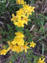 Hypericum perforatum